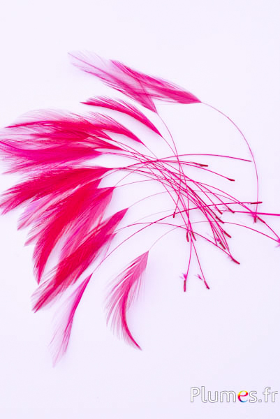 Coq filant - 10-15 cm - fuchsia